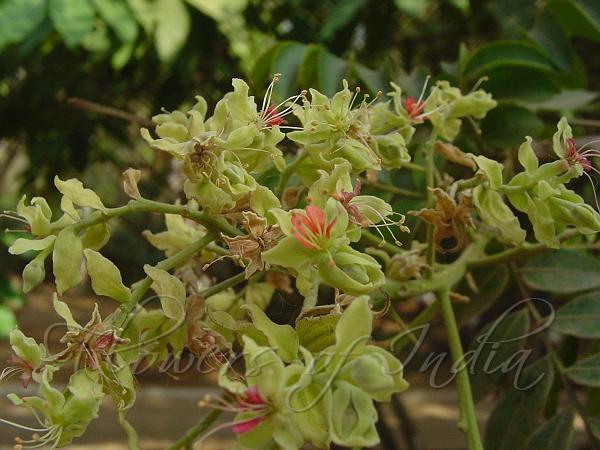Black Pearl Tree